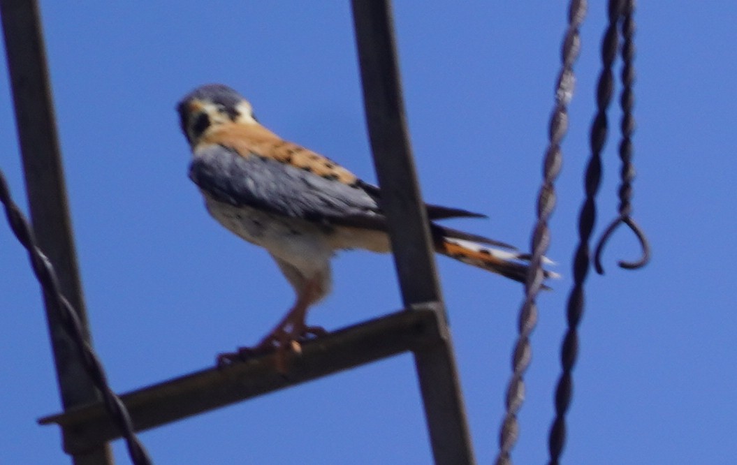 Buntfalke - ML638734750