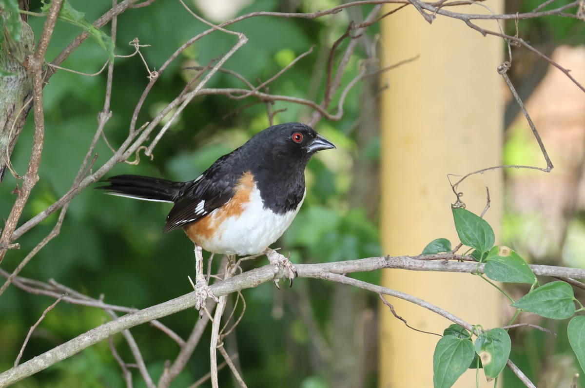 Eastern Towhee - ML638734755