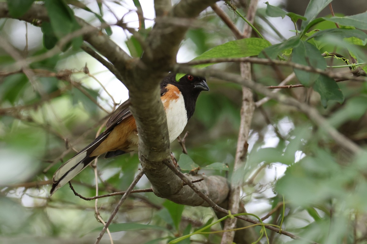 Eastern Towhee - ML638734756