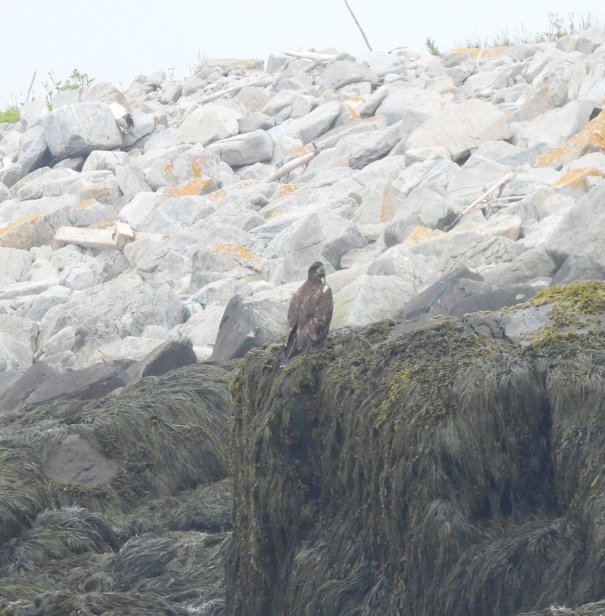 Bald Eagle - ML638734776