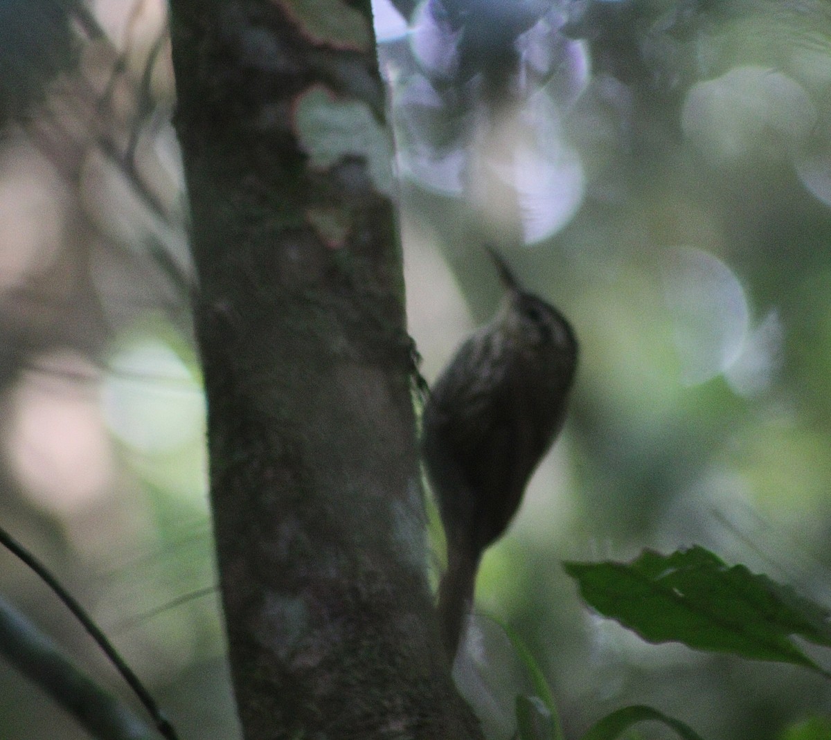 Lesser Woodcreeper - ML638734778