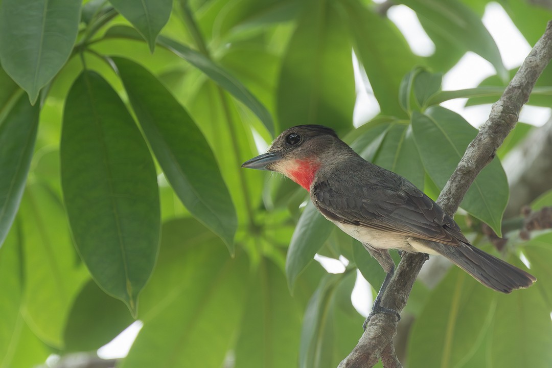 Rose-throated Becard - ML638734779