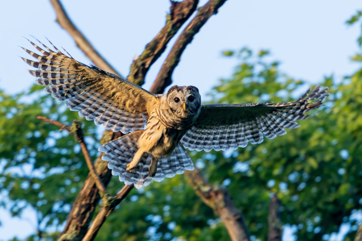Barred Owl - ML638734782