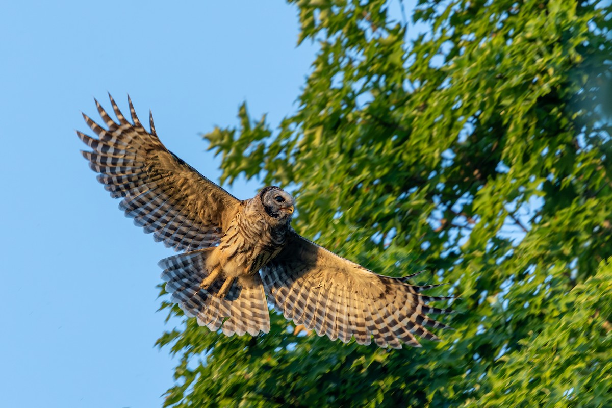 Barred Owl - ML638734783