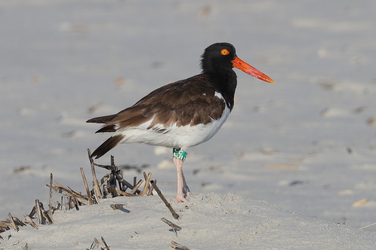 American Oystercatcher - ML638734784