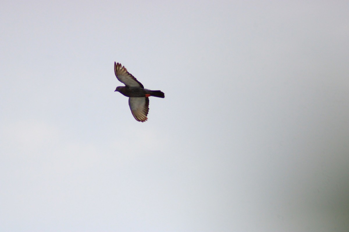 Rock Pigeon (Feral Pigeon) - ML638734787
