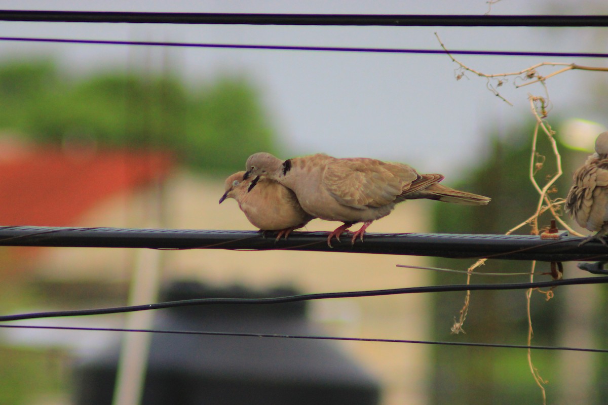 Eurasian Collared-Dove - ML638734791