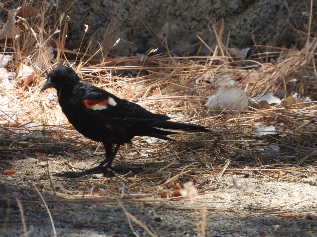Tricolored Blackbird - ML638734792