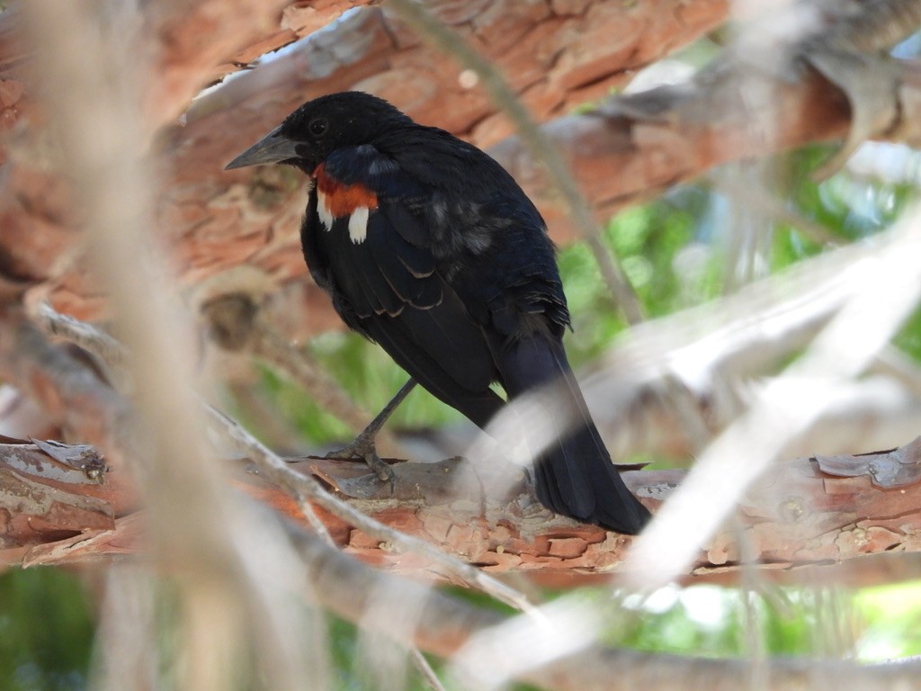 Tricolored Blackbird - ML638734793