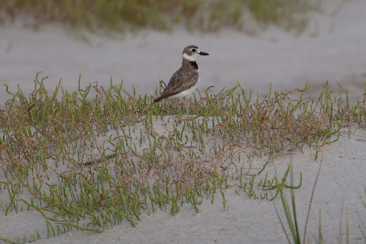 Wilson's Plover - ML638734794
