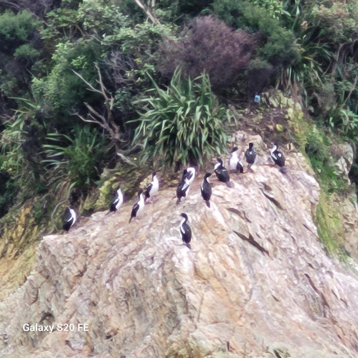 New Zealand King Shag - ML638734795