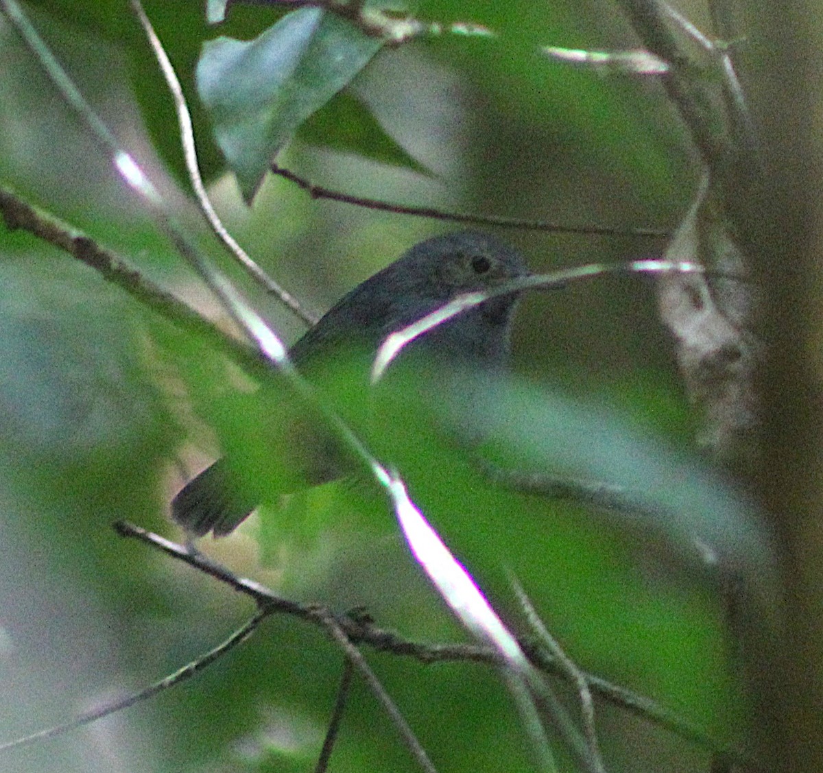 Unicolored Antwren - ML638734796