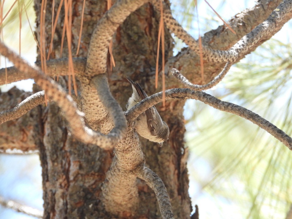 Pygmy Nuthatch - ML638734797