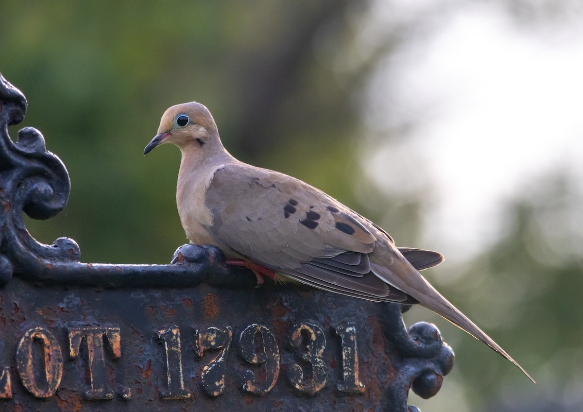Mourning Dove - ML638734798