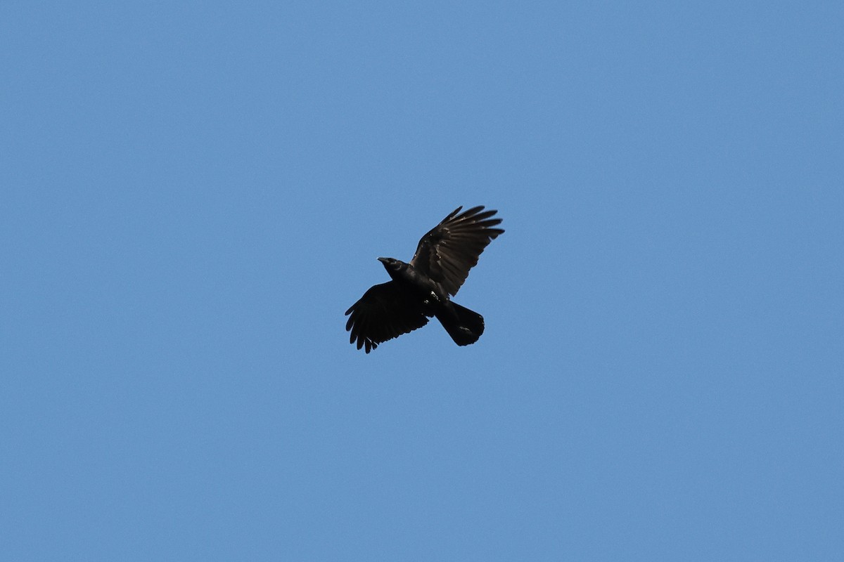 Fish Crow - ML638734799