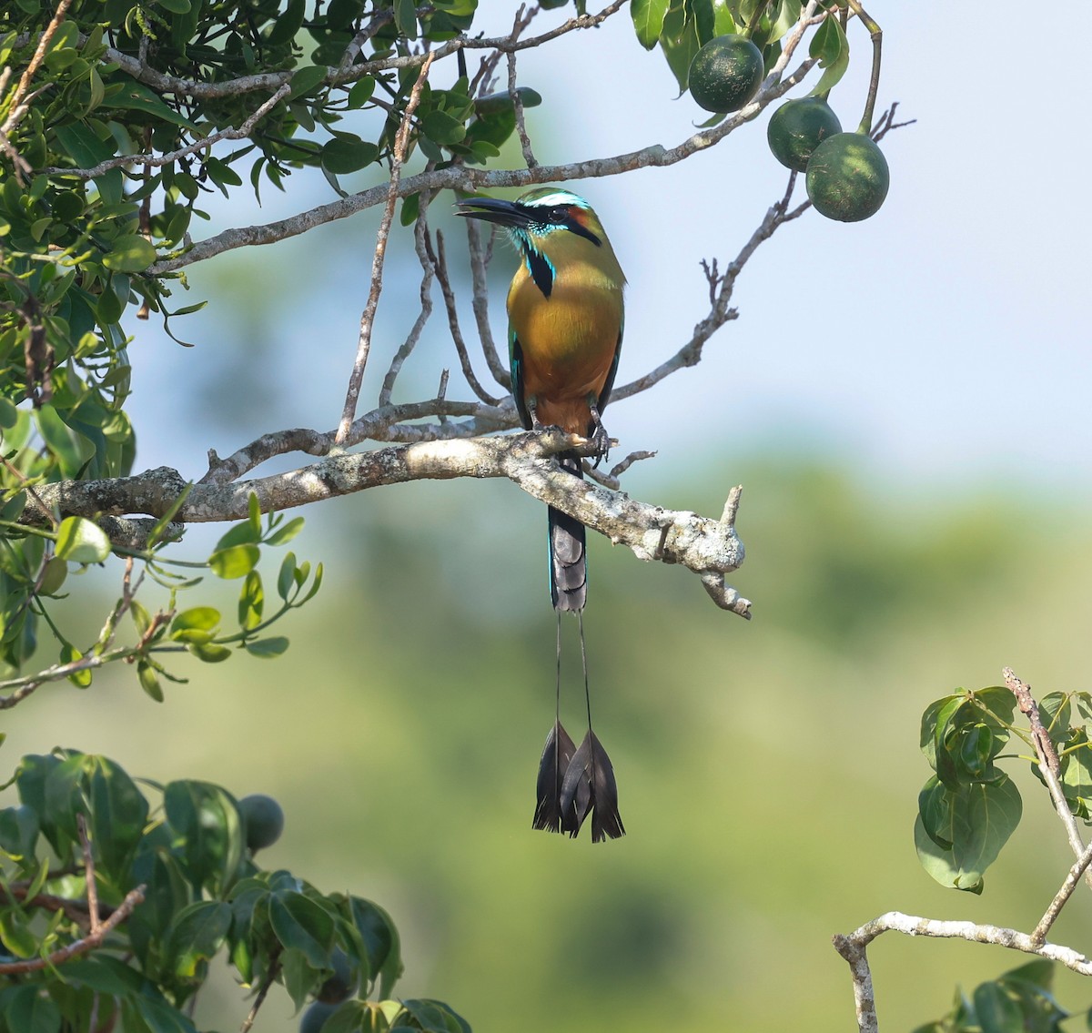 Turquoise-browed Motmot - ML638734800