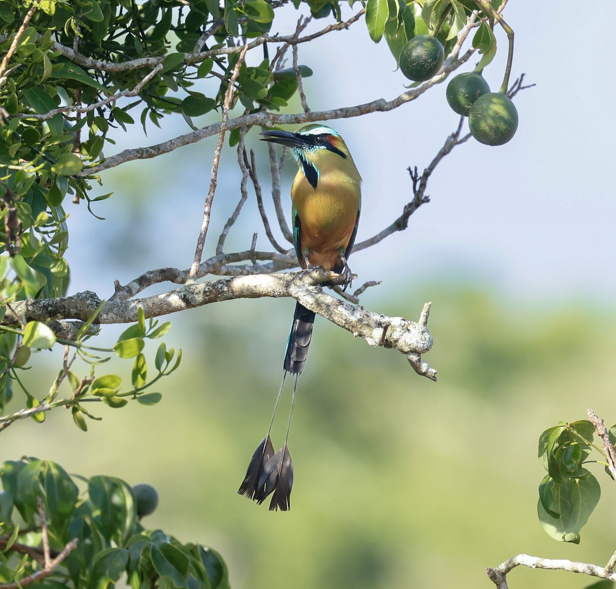 Turquoise-browed Motmot - ML638734802