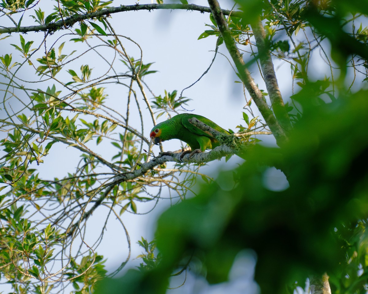 Red-lored Amazon - ML638734803
