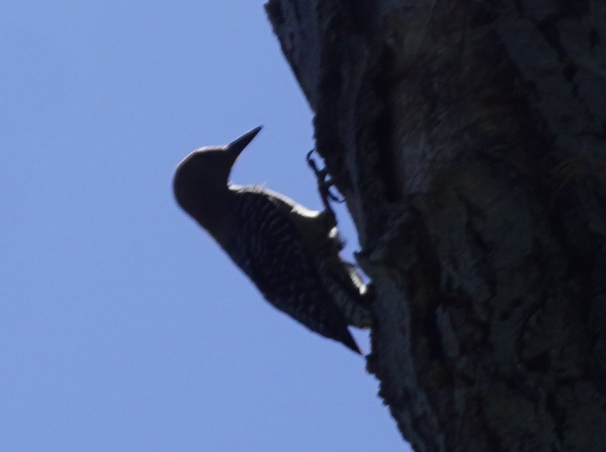 Gila Woodpecker - ML638734805