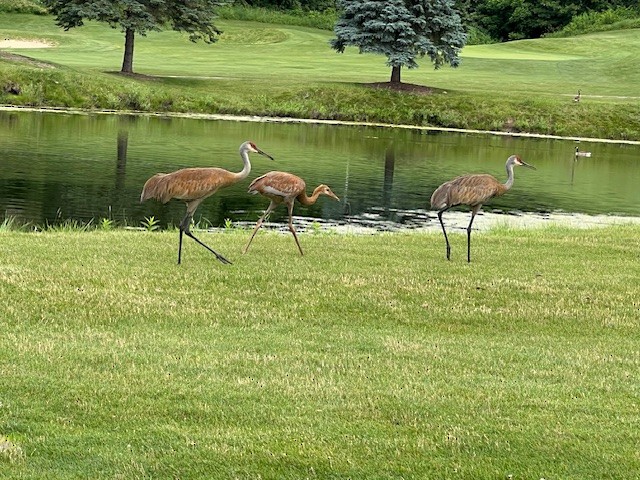 Sandhill Crane - ML638734808