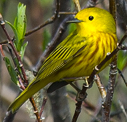 Yellow Warbler - ML638734809