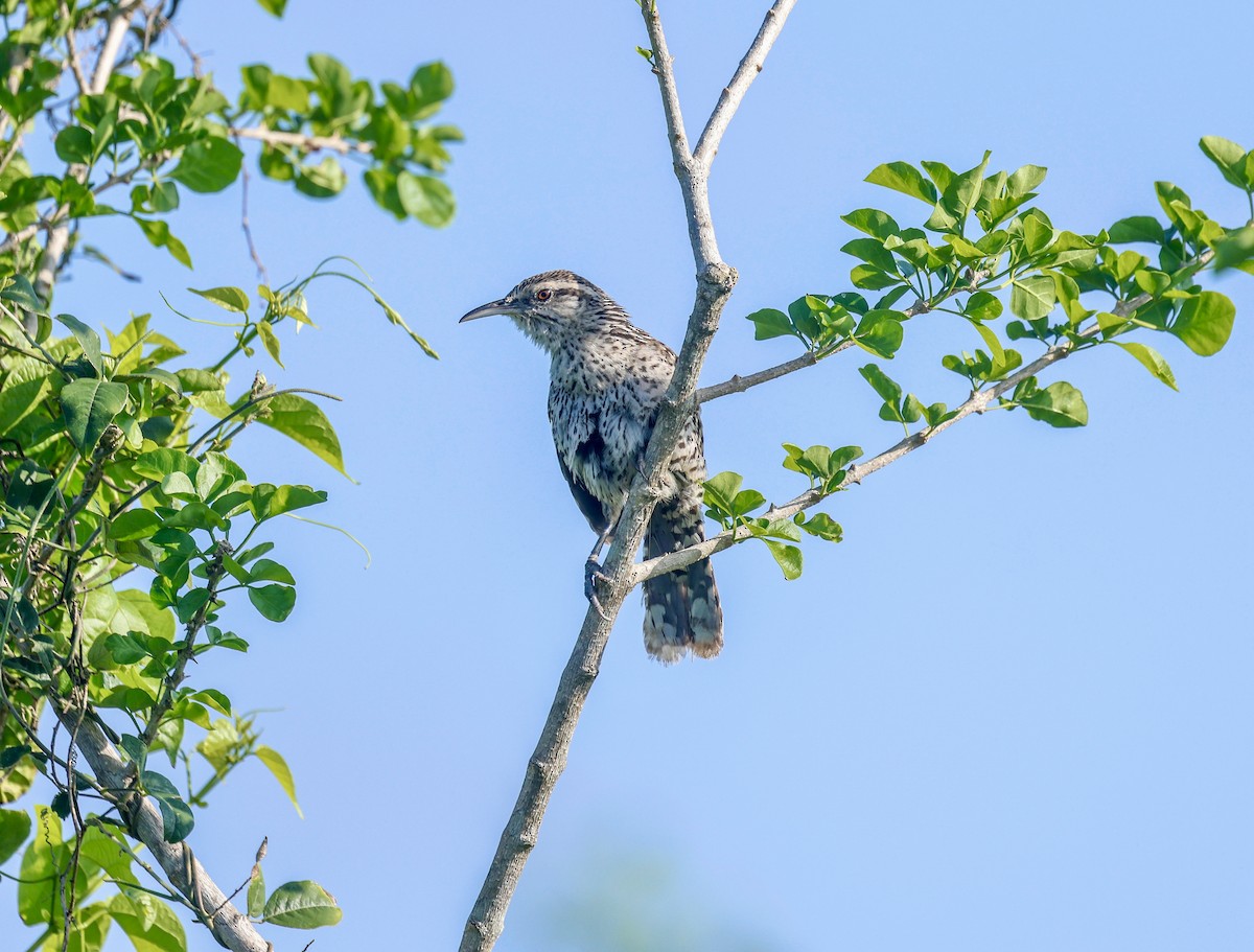 Yucatan Wren - ML638734810