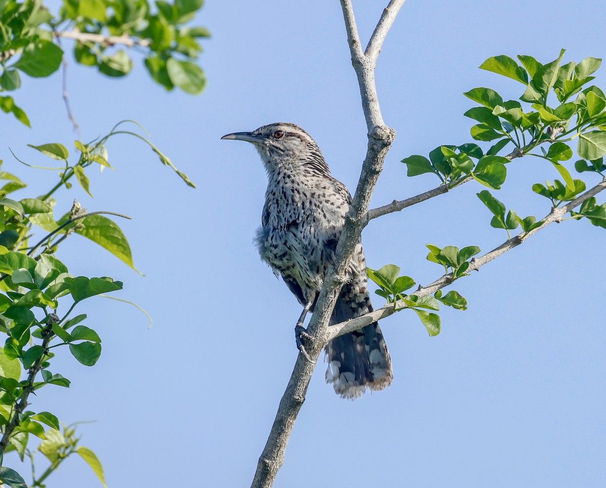 Yucatan Wren - ML638734811