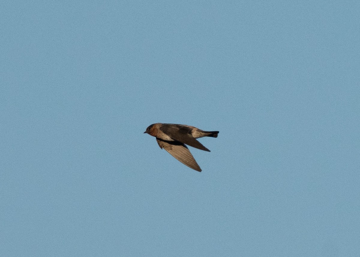 Cliff Swallow - ML638734813