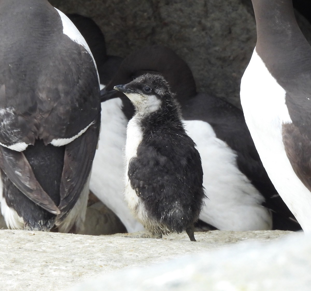 Guillemot marmette - ML638734821