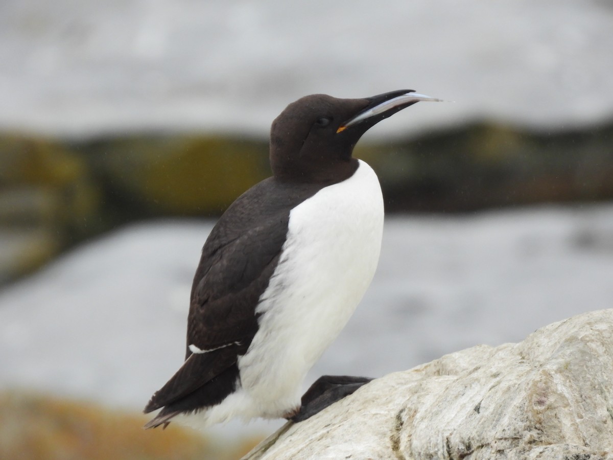 Guillemot marmette - ML638734823