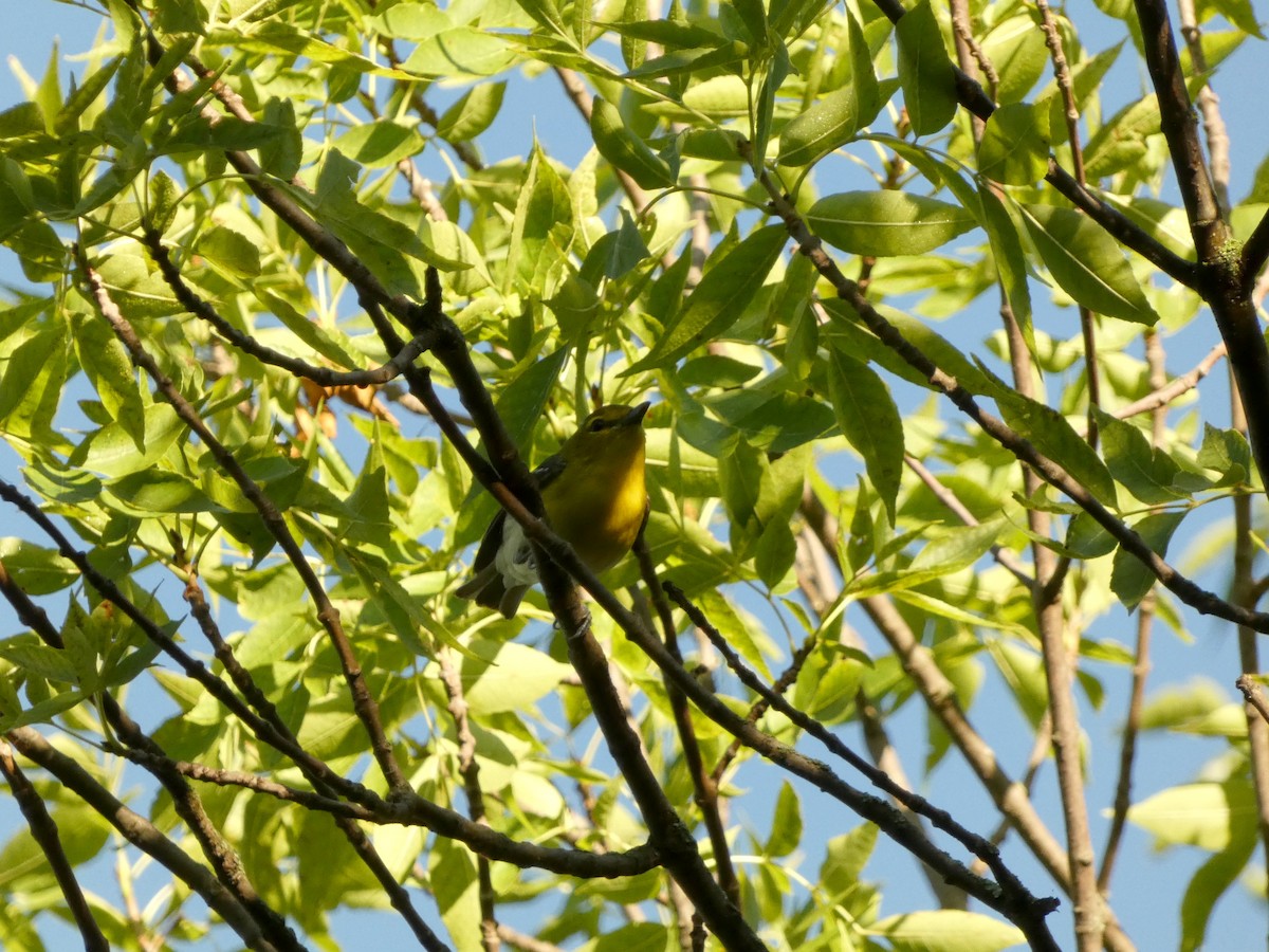 Viréo à gorge jaune - ML638734825