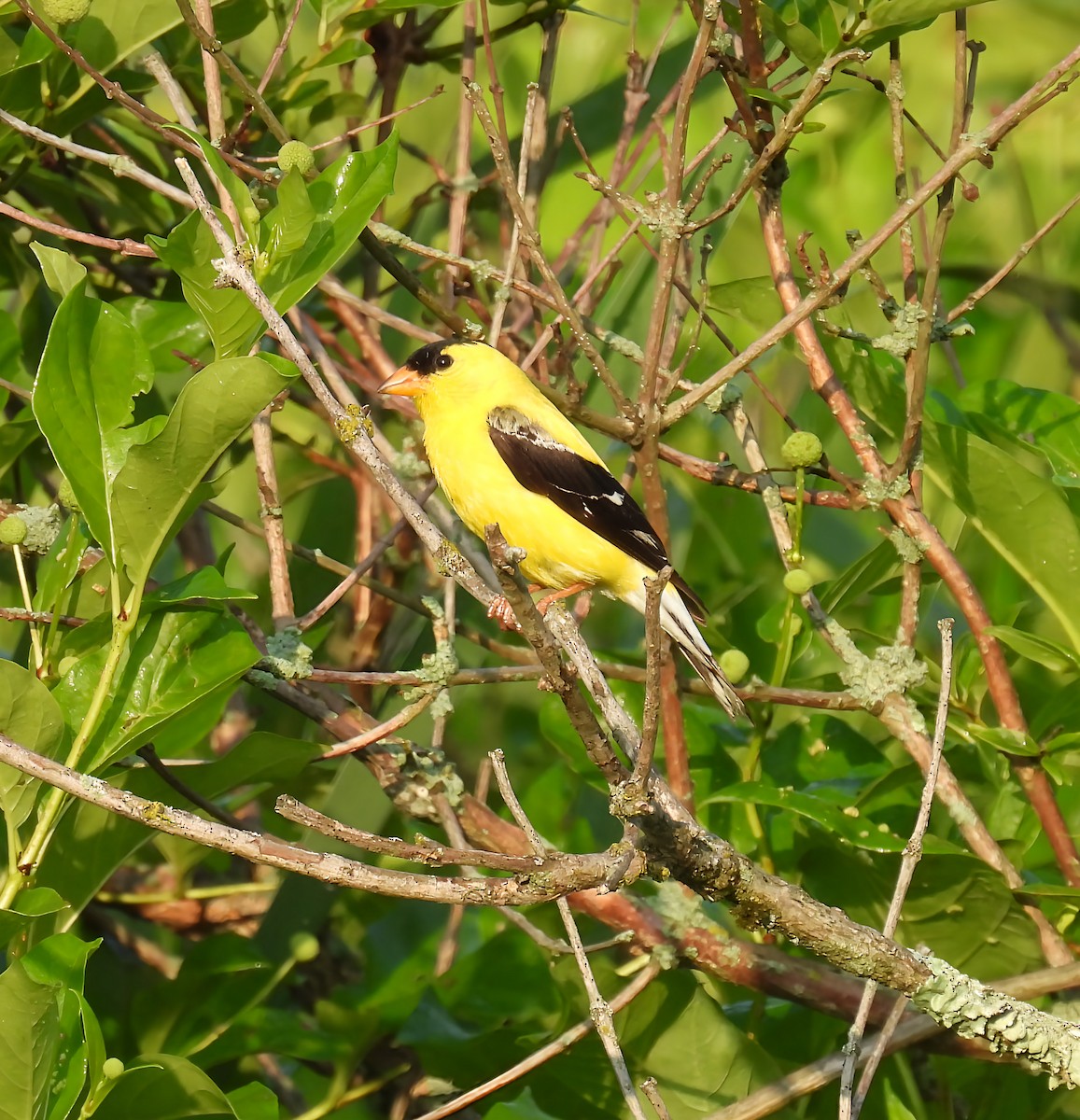 Chardonneret jaune - ML638734834