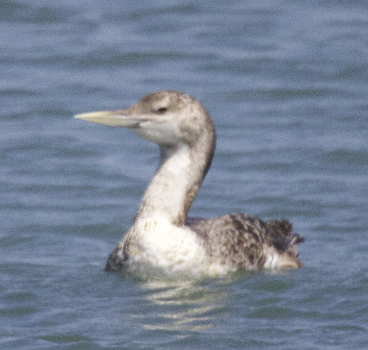 Plongeon à bec blanc - ML638734855