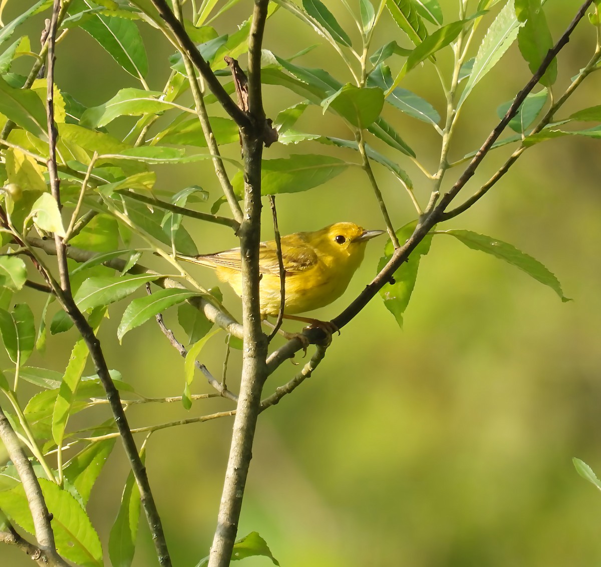 Paruline jaune - ML638734865