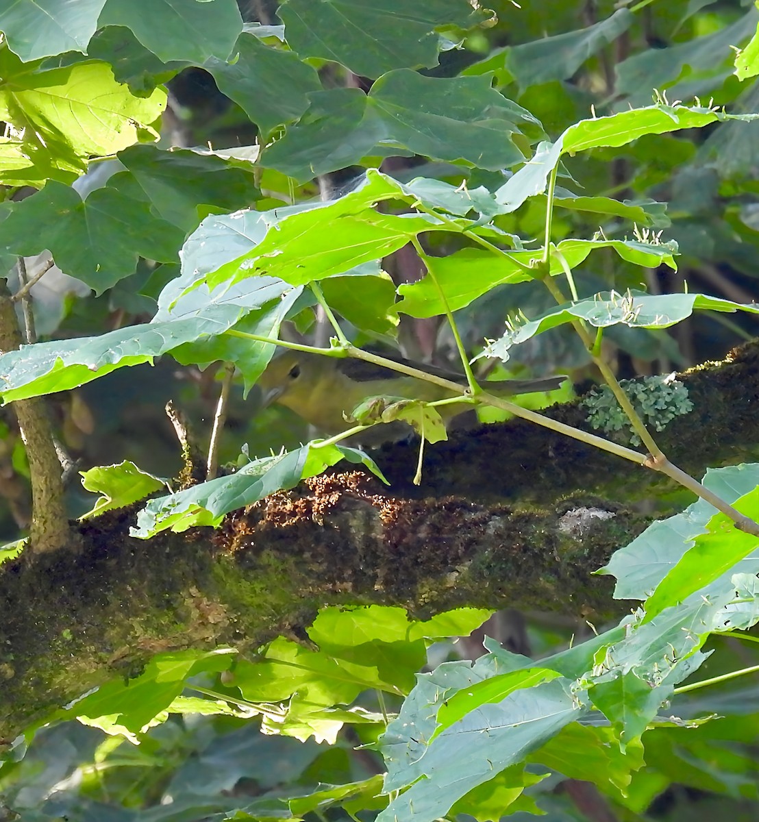 Piranga écarlate - ML638734872