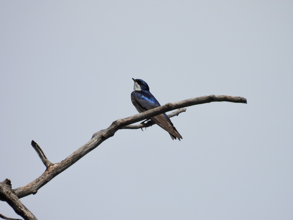 Tree Swallow - ML638734878