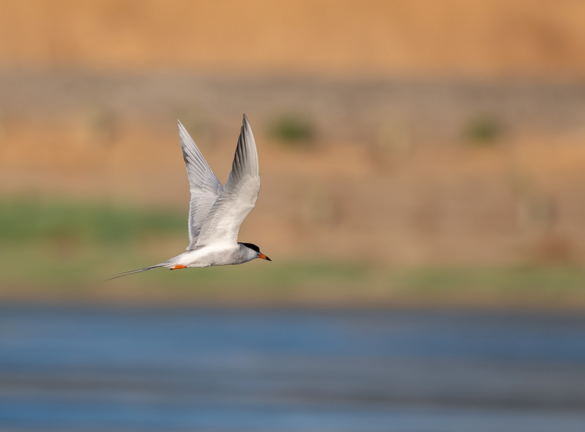 Forster's Tern - ML638734881
