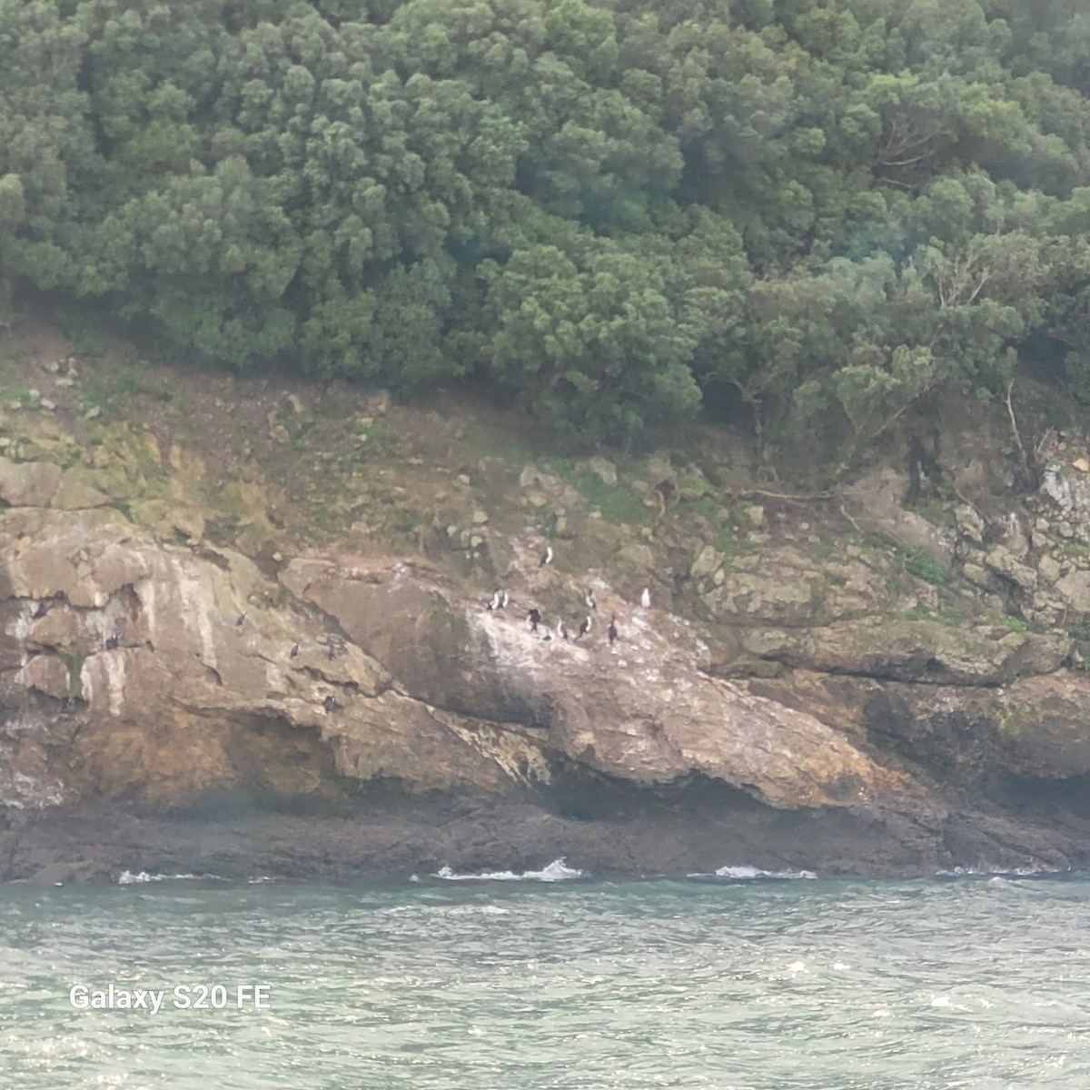 New Zealand King Shag - ML638734882