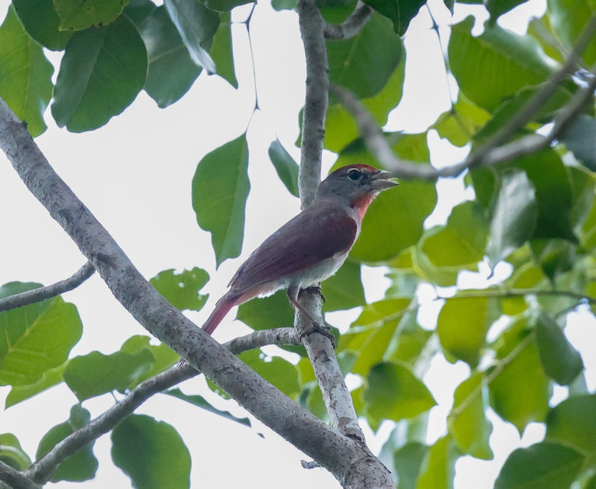Rose-throated Tanager - ML638734884
