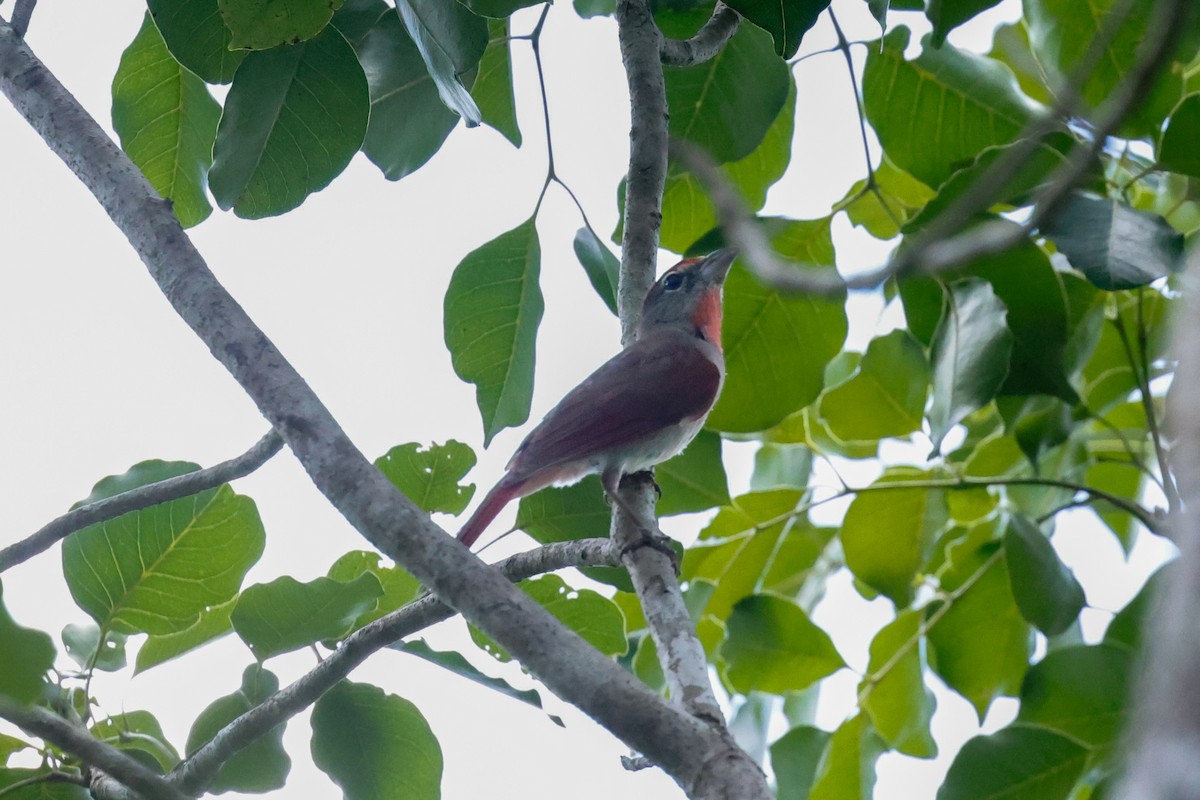 Rose-throated Tanager - ML638734885