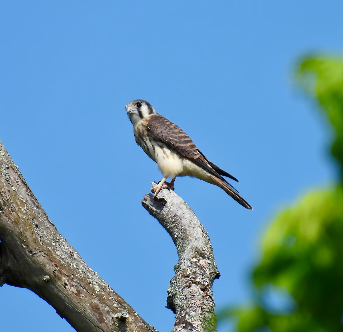 アメリカチョウゲンボウ - ML638734895