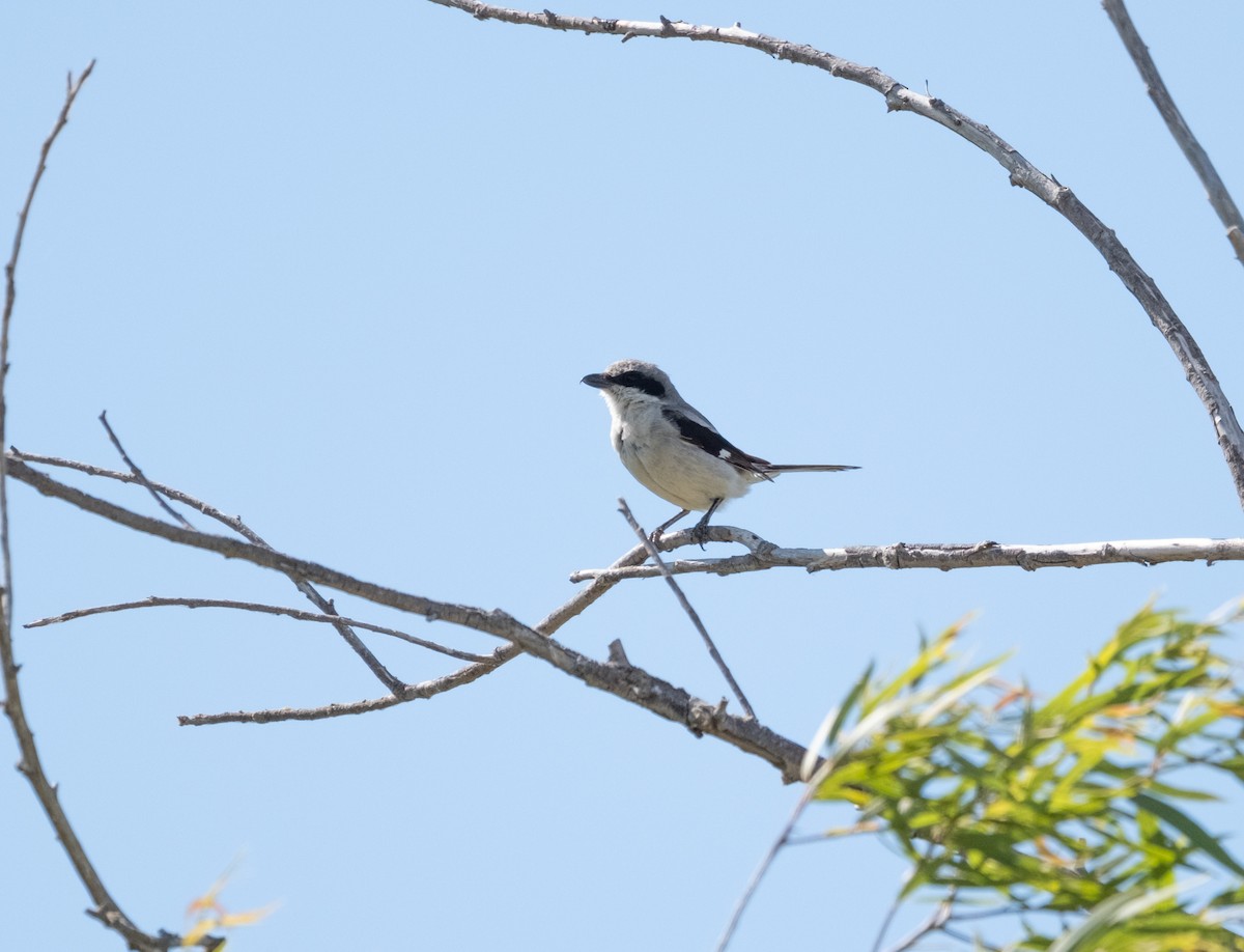 Loggerhead Shrike - ML638734943