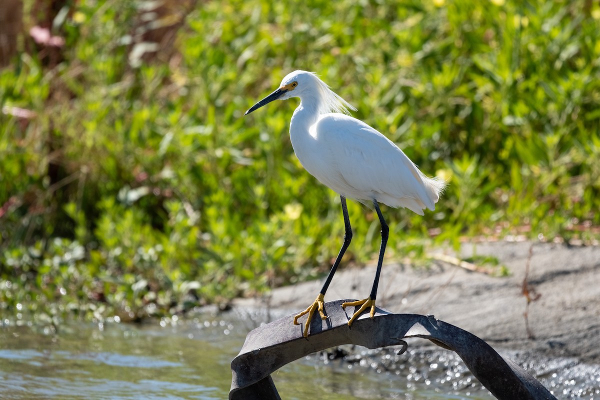 Snowy Egret - ML638734957