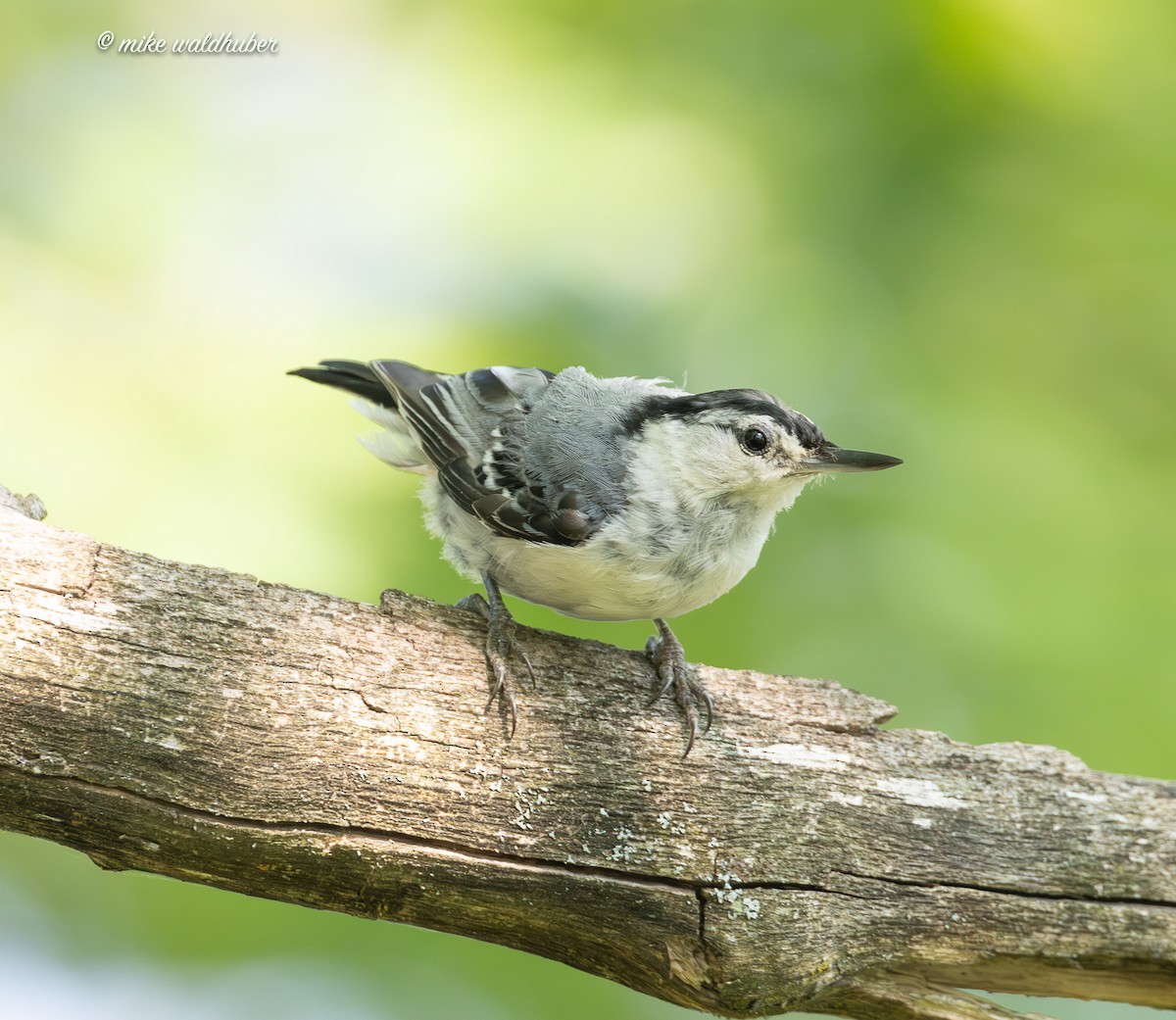 White-breasted Nuthatch - ML638734986