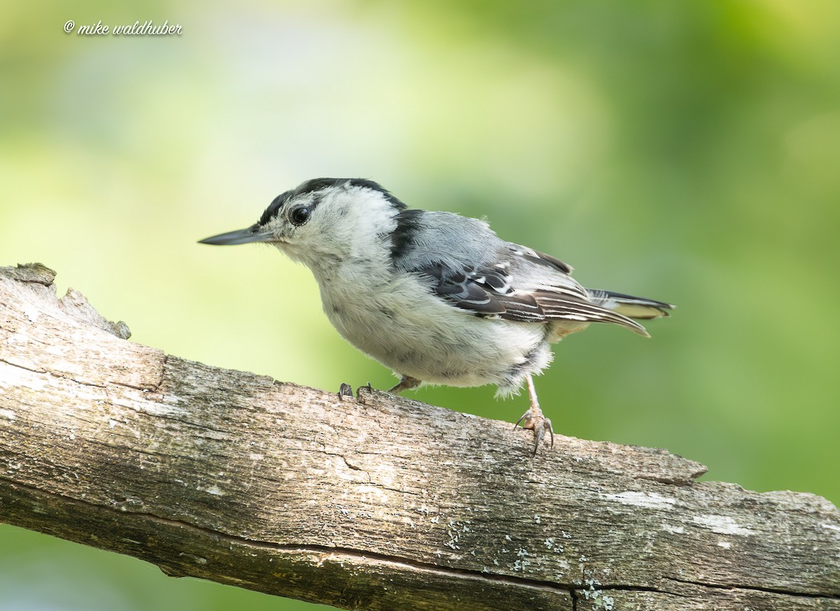White-breasted Nuthatch - ML638734987