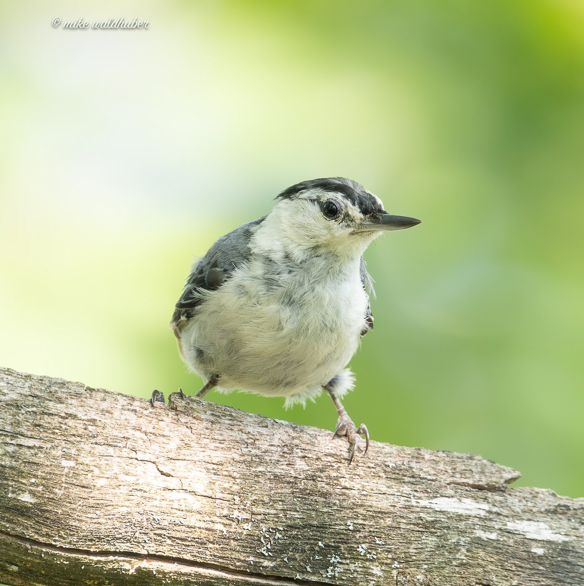 White-breasted Nuthatch - ML638734989