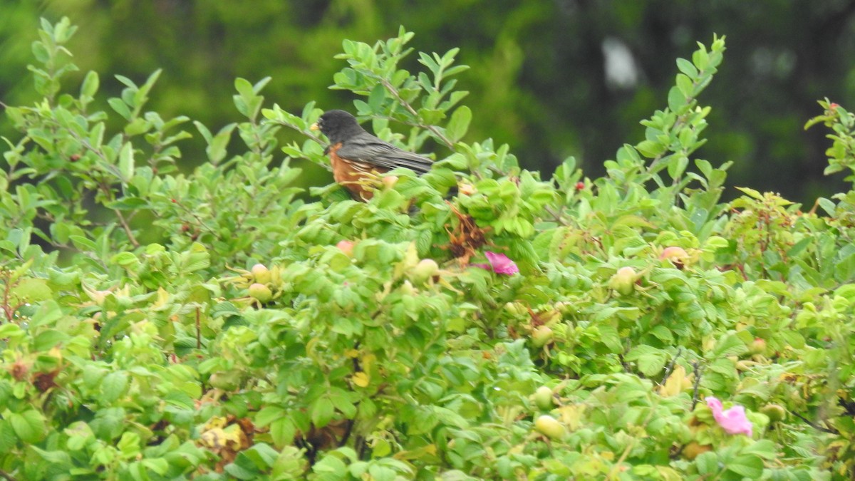 American Robin - ML638735004
