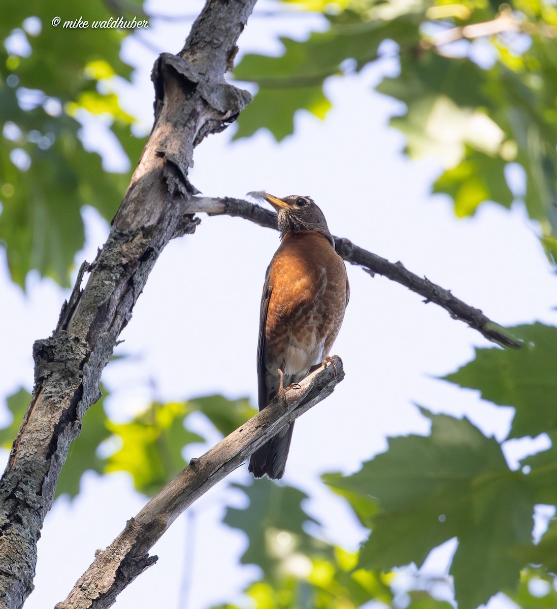 American Robin - ML638735005
