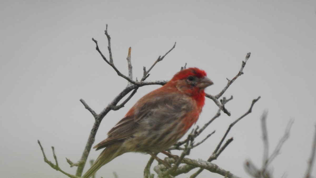 House Finch - ML638735007