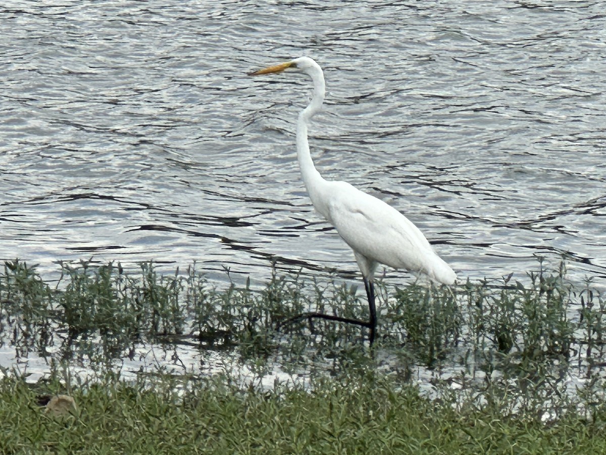 Great Egret - ML638735008